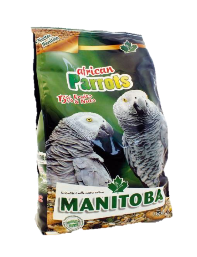 مانيتوبا افريكان باروت - Manitoba African Parrot
