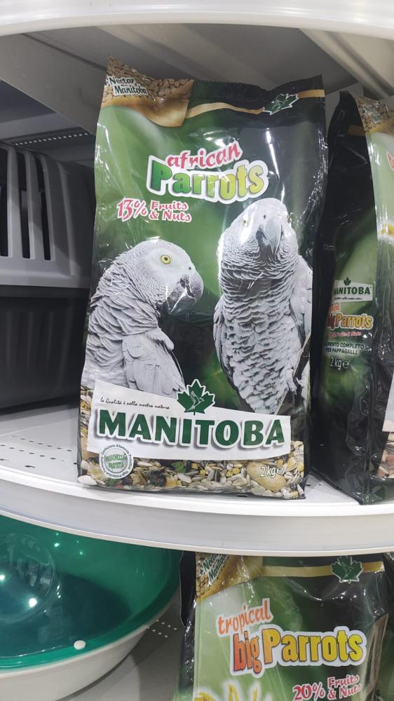مانيتوبا افريكان باروت - Manitoba African Parrot